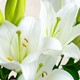 Bouquet de lys blancs à offrir – composition florale élégante 123fleurs