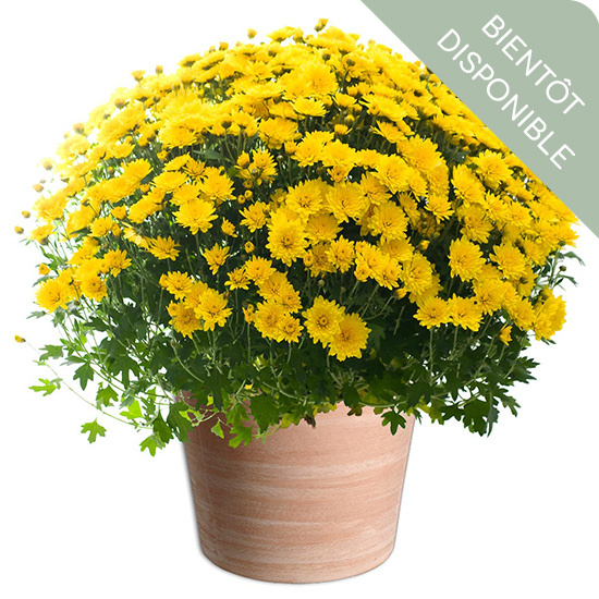 Fleurs Toussaint chrysanthème jaune - Livraison de fleurs | 123Fleurs