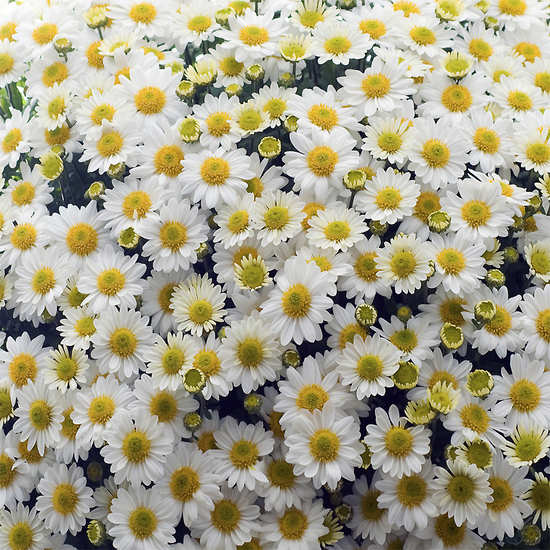 Fleurs Toussaint Chrysanthème pomponette blanc