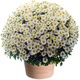 Fleurs Toussaint Chrysanthème pomponette blanc