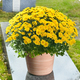 Fleurs Toussaint Chrysanthème pomponette jaune