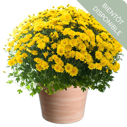 Fleurs Toussaint Chrysanthème pomponette jaune