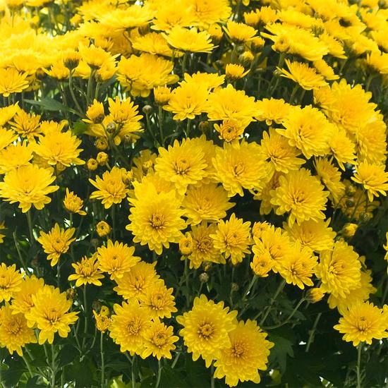 Fleurs Toussaint Chrysanthème pomponette jaune