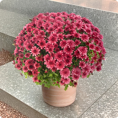 Fleurs Toussaint Chrysanthème pomponette mauve