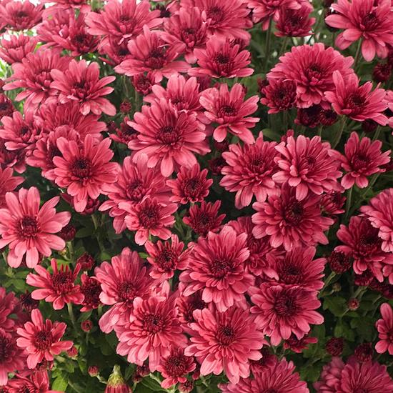 Fleurs Toussaint Chrysanthème pomponette mauve
