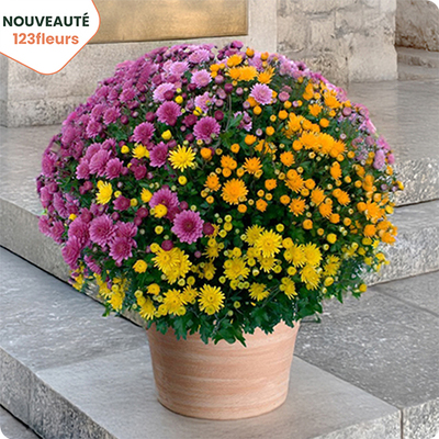 Fleurs Toussaint Pomponette multicolore