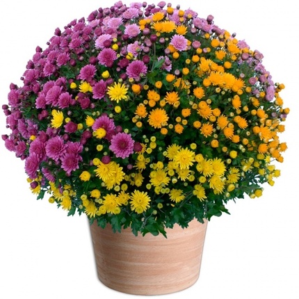 Fleurs Toussaint Pomponette multicolore