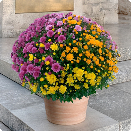 Fleurs Toussaint Pomponette multicolore