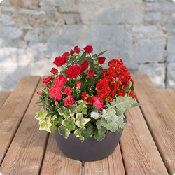 Floraison, coupe de plantes fleuries rouges pour le cimetière