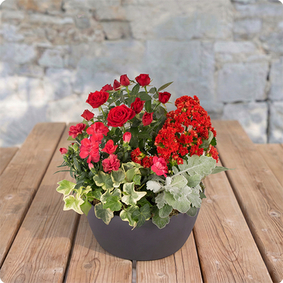 Floraison, coupe de plantes fleuries rouges pour le cimetière