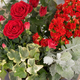 Coupe de plantes fleuries rouges pour cimetière avec feuillages verts et panachés