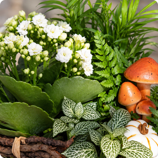 Offrez une composition végétale élégante et durable avec Forêt du Souvenir. Idéale pour un hommage extérieur. Livraison en 3h par un artisan fleuriste.