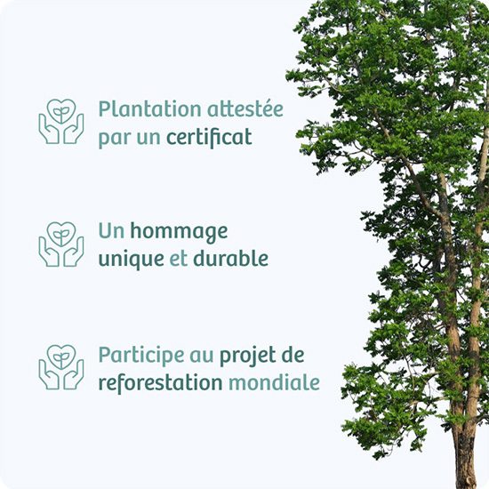 Arbre Hommage - Hêtre à planter