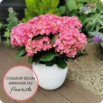 hortensia arrivage du fleuriste