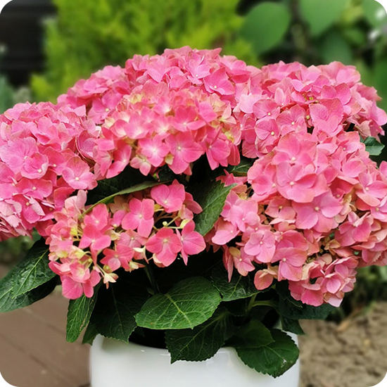 hortensia arrivage du fleuriste