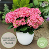 Hortensia en pot 