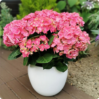 Hortensia en pot 