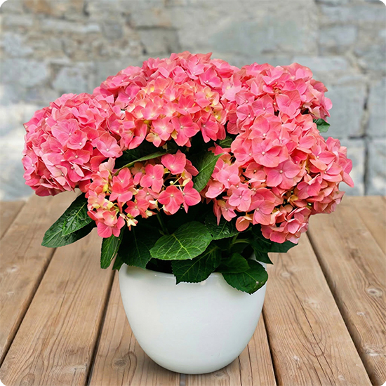 Hortensia en pot 