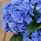 Hortensia en pot 