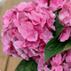 Hortensia en pot 