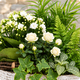 Composition de plantes deuil Ivoire, plantes vertes et fleuries blanches dans une jardinière patinée