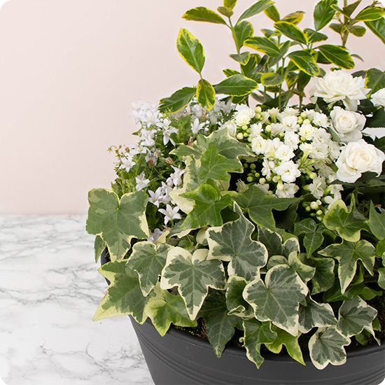 Jardin en paix - Livraison de coupes de plantes de condoléances avec 123fleurs