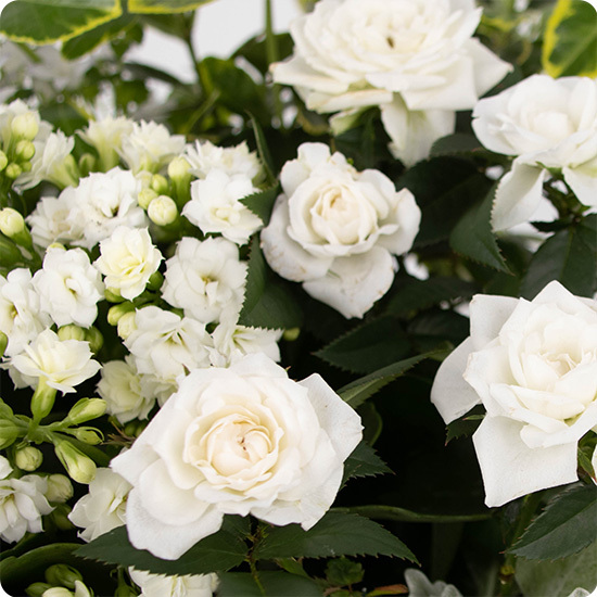 Jardin en paix - Livraison de coupes de plantes de condoléances avec 123fleurs
