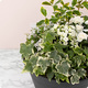 Composition Jardin en paix avec kalanchoé, mini-rosiers et feuillages blancs et verts - 123fleurs