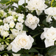 Composition Jardin en paix avec kalanchoé, mini-rosiers et feuillages blancs et verts - 123fleurs