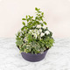 Composition Jardin en paix avec kalanchoé, mini-rosiers et feuillages blancs et verts - 123fleurs