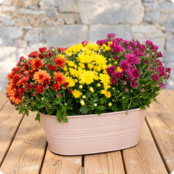 Jardinière de chrysanthèmes