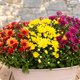 Jardinière de chrysanthèmes orange, jaunes et bordeaux pour la Toussaint, 123fleurs