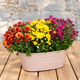 Jardinière de chrysanthèmes orange, jaunes et bordeaux pour la Toussaint, 123fleurs