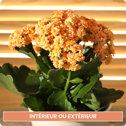 Une plante fleurie colorée et facile d’entretien