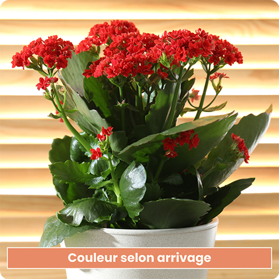 Une plante fleurie colorée et facile d’entretien