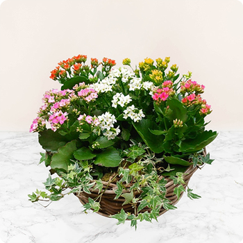 Kalanchoés