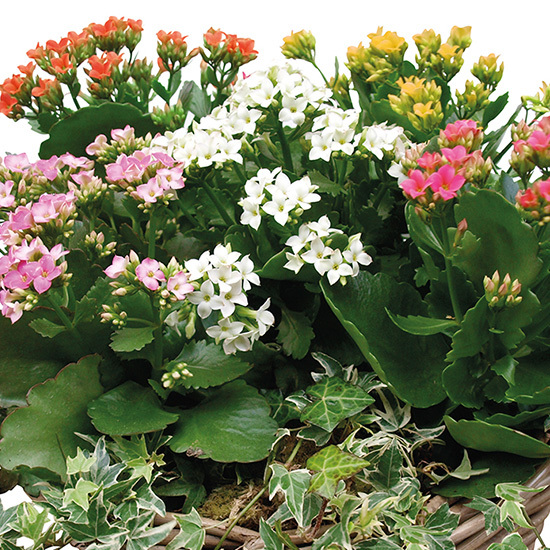 Kalanchoés