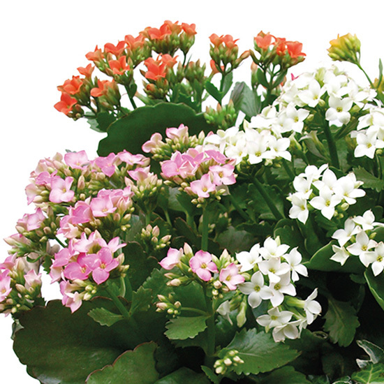 Kalanchoés