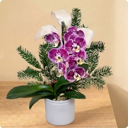 Orchidée violette et sapin naturel dans une composition de Noël élégante et originale. Livraison rapide avec 123fleurs.