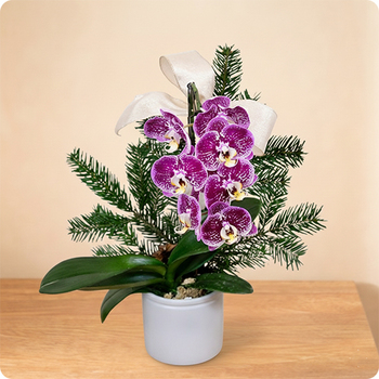 Orchidée violette et sapin naturel dans une composition de Noël élégante et originale. Livraison rapide avec 123fleurs.