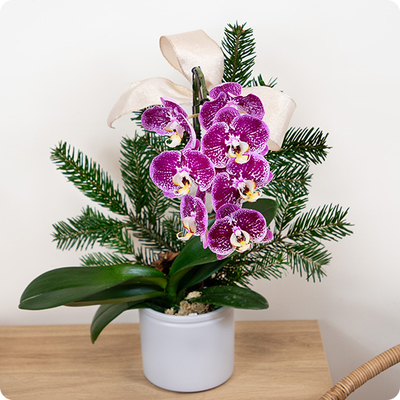 Orchidée violette et sapin naturel dans une composition de Noël élégante et originale. Livraison rapide avec 123fleurs.