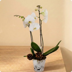 Composition élégante et sobre à base d’orchidée blanche et décor naturel doré. Cadeau chic pour l’hiver. Livraison rapide avec 123fleurs.