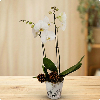 Composition élégante et sobre à base d’orchidée blanche et décor naturel doré. Cadeau chic pour l’hiver. Livraison rapide avec 123fleurs.