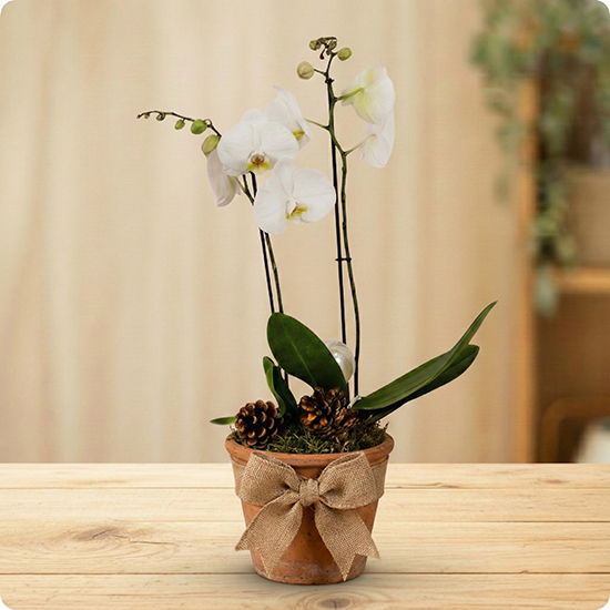 Composition élégante et sobre à base d’orchidée blanche et décor naturel doré. Cadeau chic pour l’hiver. Livraison rapide avec 123fleurs.