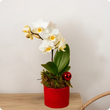 Petite composition d’orchidée blanche dans pot rouge décoratif. Élégance simple et festive. Livraison rapide avec 123fleurs.