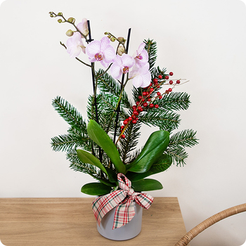 Orchidée rose pâle, sapin et baies rouges pour une composition de Noël douce et élégante. Livraison rapide partout en France avec 123fleurs.