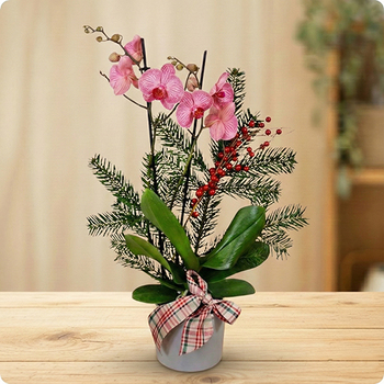 Orchidée rose pâle, sapin et baies rouges pour une composition de Noël douce et élégante. Livraison rapide partout en France avec 123fleurs.