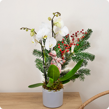 Composition florale élégante avec orchidée blanche, feuillage de sapin et baies rouges. Une création chic pour les fêtes de Noël. Livraison rapide avec 123fleurs.