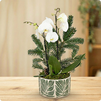 Composition florale élégante avec orchidée blanche, feuillage de sapin et baies rouges. Une création chic pour les fêtes de Noël. Livraison rapide avec 123fleurs.