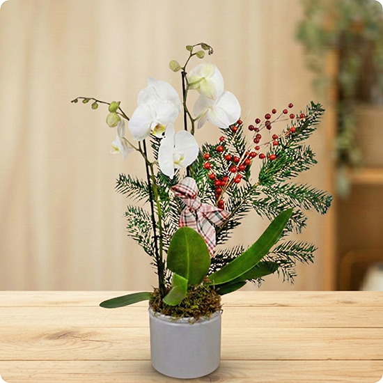 Composition florale élégante avec orchidée blanche, feuillage de sapin et baies rouges. Une création chic pour les fêtes de Noël. Livraison rapide avec 123fleurs.